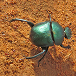 Garreta nitens